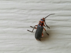 Atalantycha bilineata