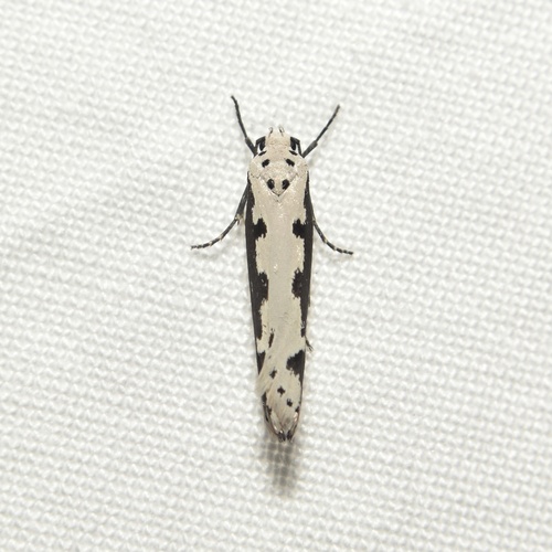 Viper's Bugloss Moth