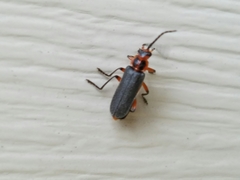 Atalantycha bilineata