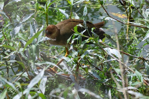 iNaturalist image