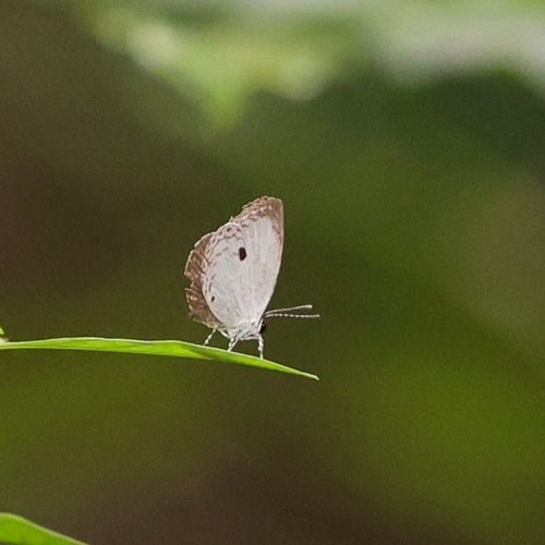 Quaker