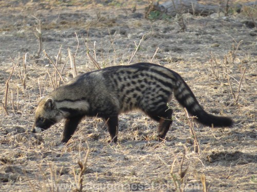 African Civet