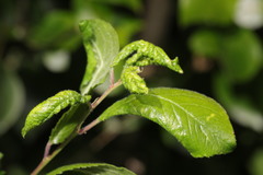 Brachycaudus helichrysi