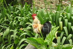 Gallus gallus domesticus