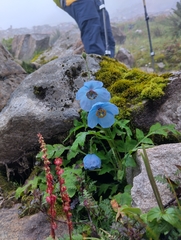 Meconopsis aculeata, photograph author not stated, no rights reserved