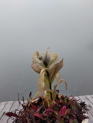 Saussurea obvallata