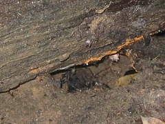 Heterometrus spinifer