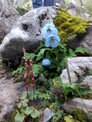Meconopsis aculeata