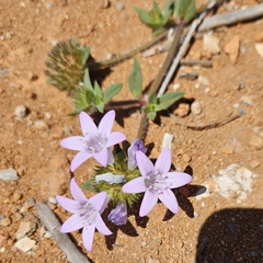 Richardia grandiflora, photograph (c) Celso Henrique Varela Rios, some rights reserved (CC BY)
