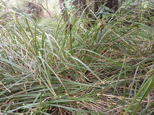 Carex geminata, photograph 2