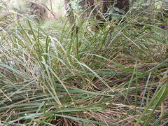 Carex geminata, photograph (c) Leon Perrie, some rights reserved (CC BY)