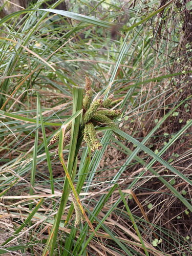 Carex geminata, photograph 3