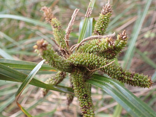 Carex geminata, photograph 4