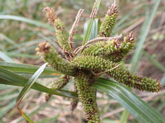 Carex geminata, photograph (c) Leon Perrie, some rights reserved (CC BY)