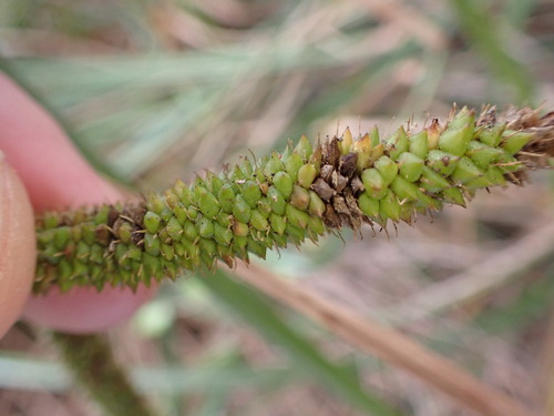 Carex geminata