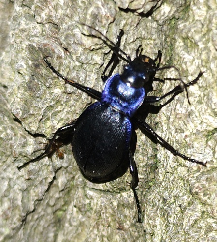 Rough Violet Ground Beetle, Bloemendaal, Nederland, photo 7 of 10