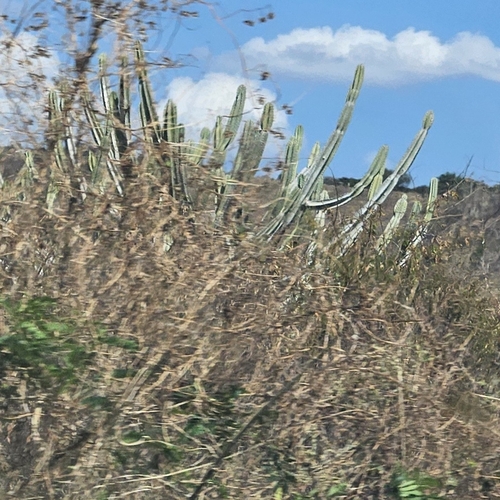 Cereus jamacaru jamacaru