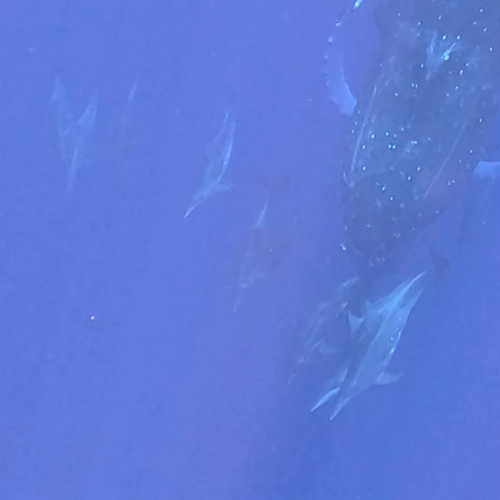 シワハイルカ