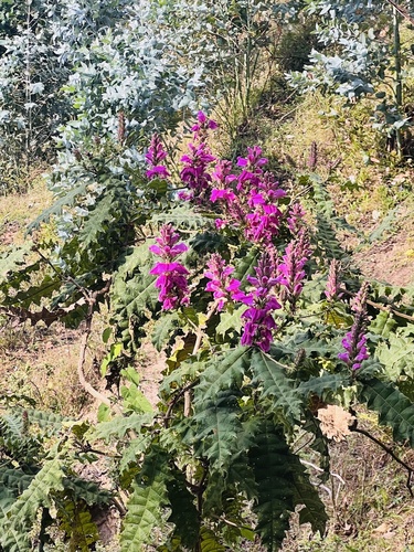 Prickly Bear's Breeches