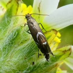 Glyphipterigidae