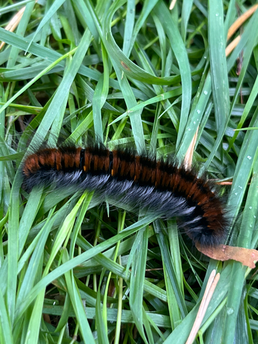 Fox Moth