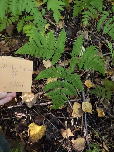 northern oak fern