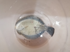 Rhombosolea retiaria