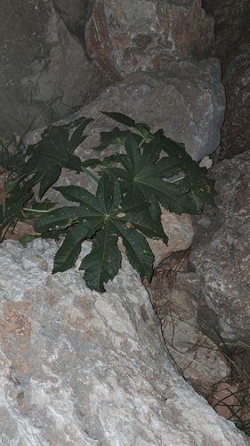 castor bean