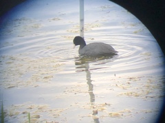 Fulica atra