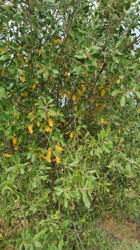 Mediterranean buckthorn