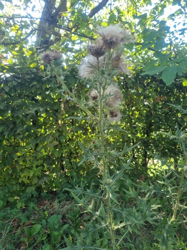 Bull Thistle