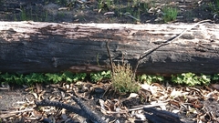 Gleichenia dicarpa