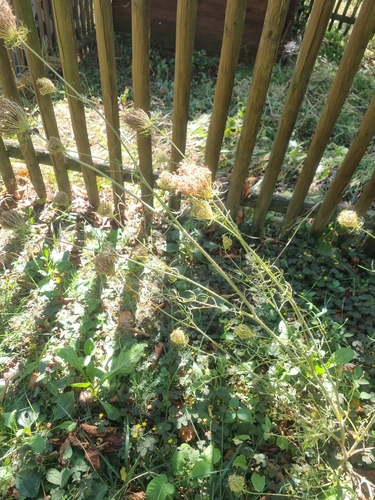 wild carrot