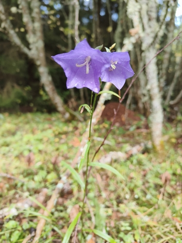 Peach-leaved Bellflower