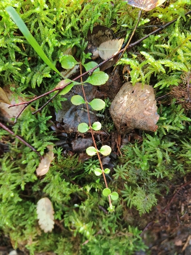 Twinflower