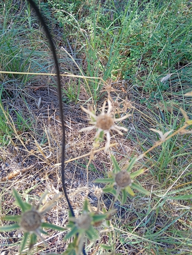 Spiny Starwort