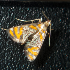 Nymphicula