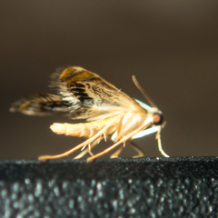 Nymphicula