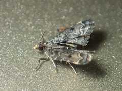Sufetula