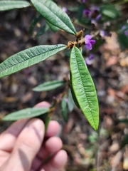 Hovea acutifolia, photograph (c) Mark Clarke, some rights reserved (CC BY)