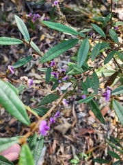 Hovea acutifolia, photograph (c) Mark Clarke, some rights reserved (CC BY)
