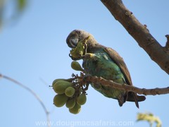 Poicephalus meyeri transvaalensis