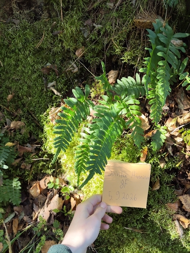 common polypody