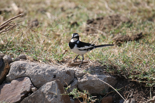 iNaturalist: (c) atieno345, some rights reserved (CC BY-NC) iNaturalist image