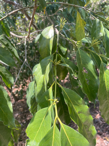Aidia racemosa observed 2026-09-05