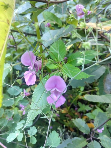 Impatiens sulcata