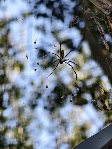 Joro Spider
