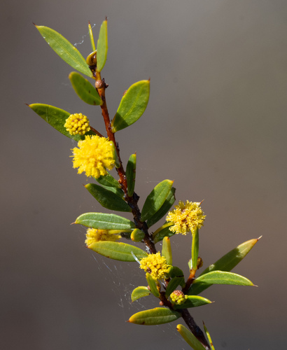 Acacia maitlandii observed 2026-08-31