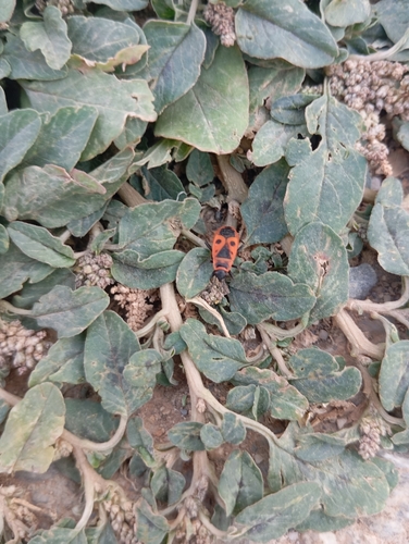 European Firebug