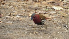 Hypargos niveoguttatus